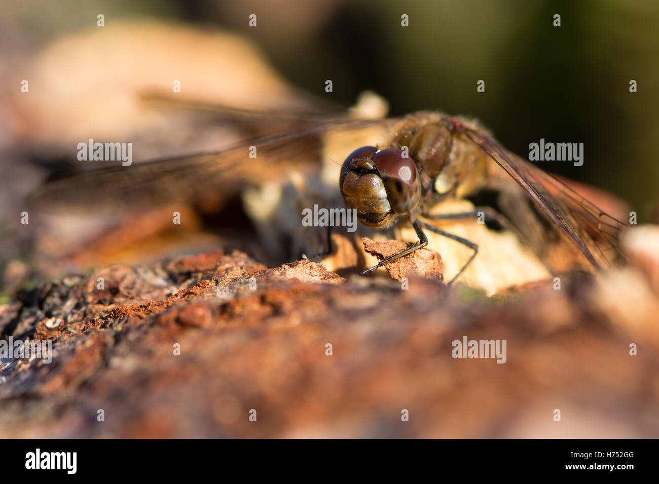 Common darter (Sympetrum striolatum) maschio. Libellula rossa nella famiglia Libellulidae, mostrando le gambe nero con striscia gialla Foto Stock