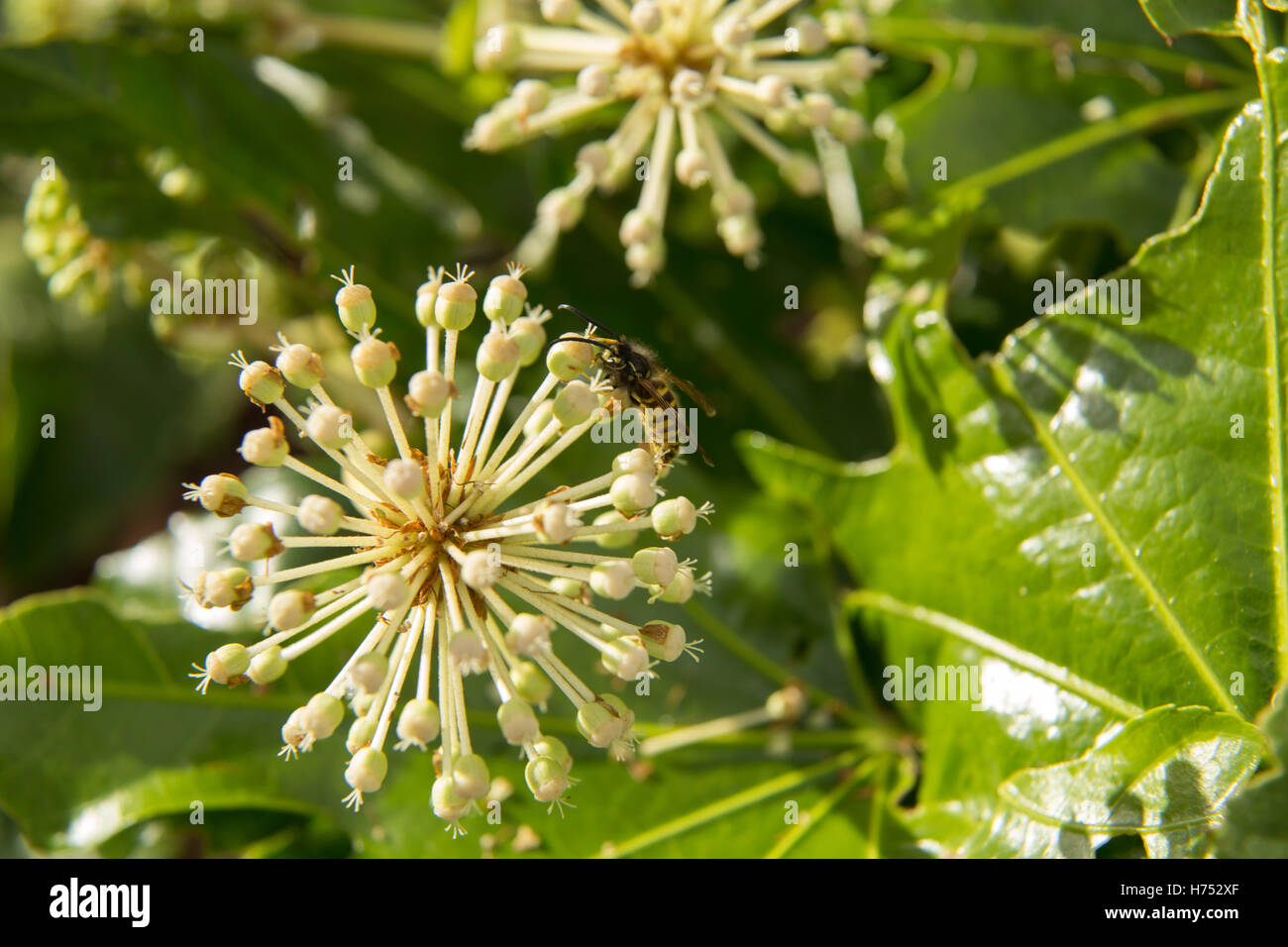 Una vespa su un Fatsia japonica flower - un arbusto sempreverde nella famiglia Araliaceae, noto anche come la pianta della carta, fig lasciato palm Foto Stock