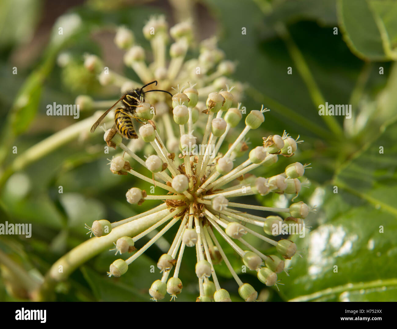 Una vespa su un Fatsia japonica flower - un arbusto sempreverde nella famiglia Araliaceae, noto anche come la pianta della carta, fig lasciato palm Foto Stock