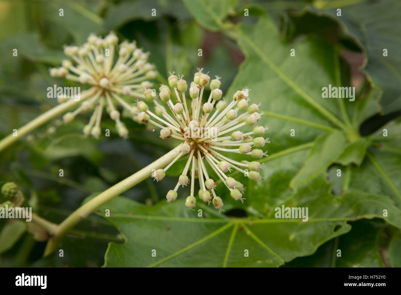 Fatsia japonica in fiore - un arbusto sempreverde nella famiglia Araliaceae, noto anche come paperplant, o fig lasciato palm Foto Stock