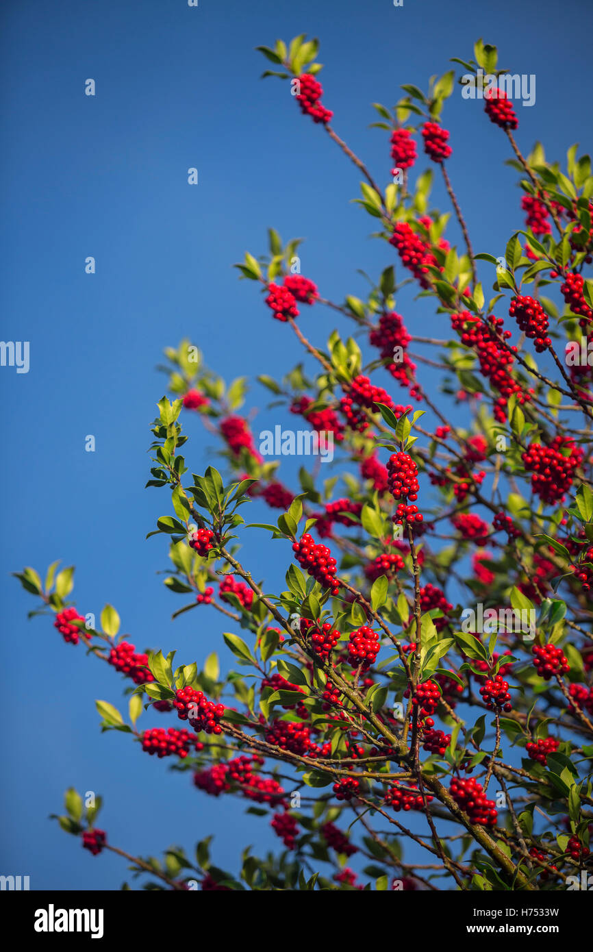 In autunno, una vecchia donna holly impianto (Ilex aquifolium), i cui rami sono coperti con frutta e mancano di spine sulle foglie. Foto Stock