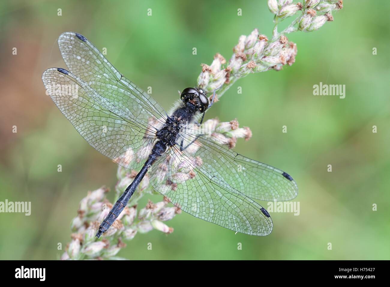 Nero darter, Sympetrum danae, noto anche come Meadowhawk Foto Stock