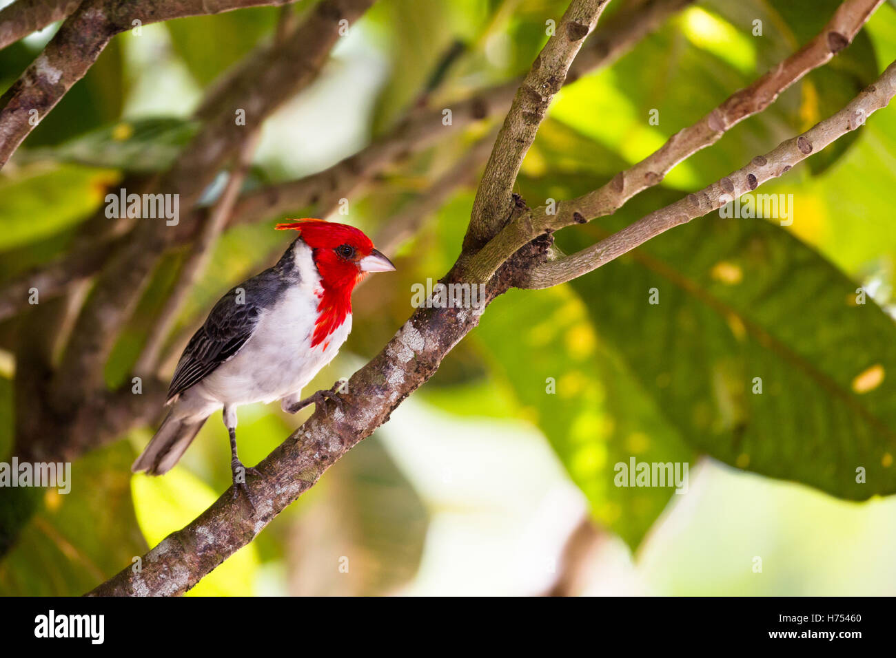 Rosso-crested cardinale (Paroaria coronata) nella valle di Waimea su Oahu, Hawaii, Stati Uniti d'America. Foto Stock