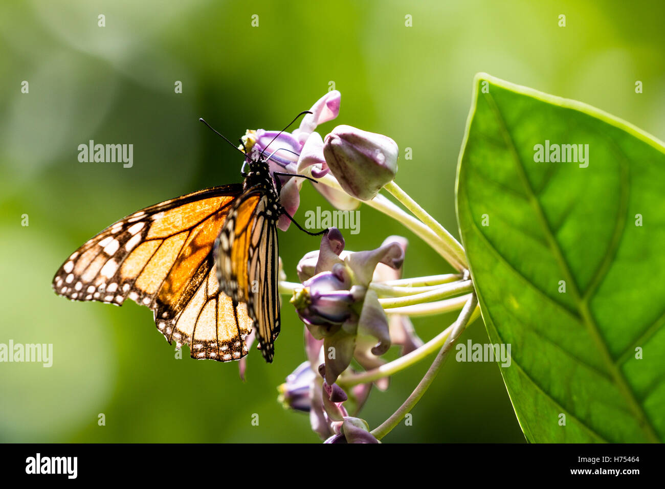 Farfalla monarca (Danaus plexippus) nella valle di Waimea su Oahu, Hawaii, Stati Uniti d'America. Foto Stock
