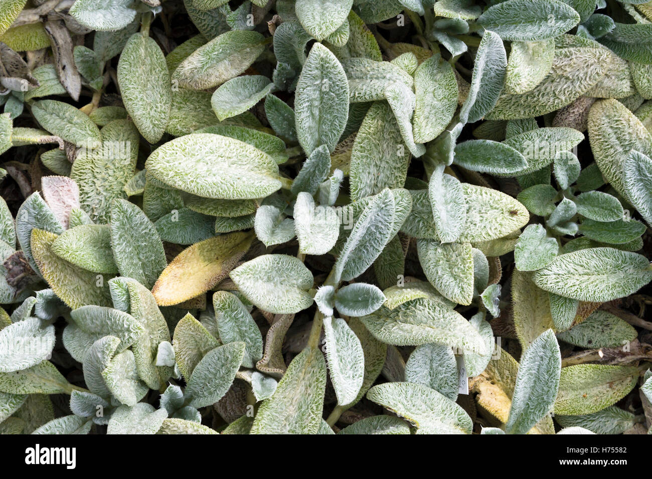 Stachys byzantina, agnello l orecchio 'Silver tappeto' Foto Stock