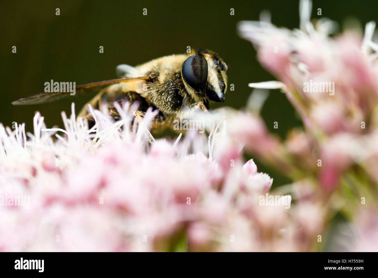 Il miele delle api per raccogliere il polline su un fiore rosa Foto Stock