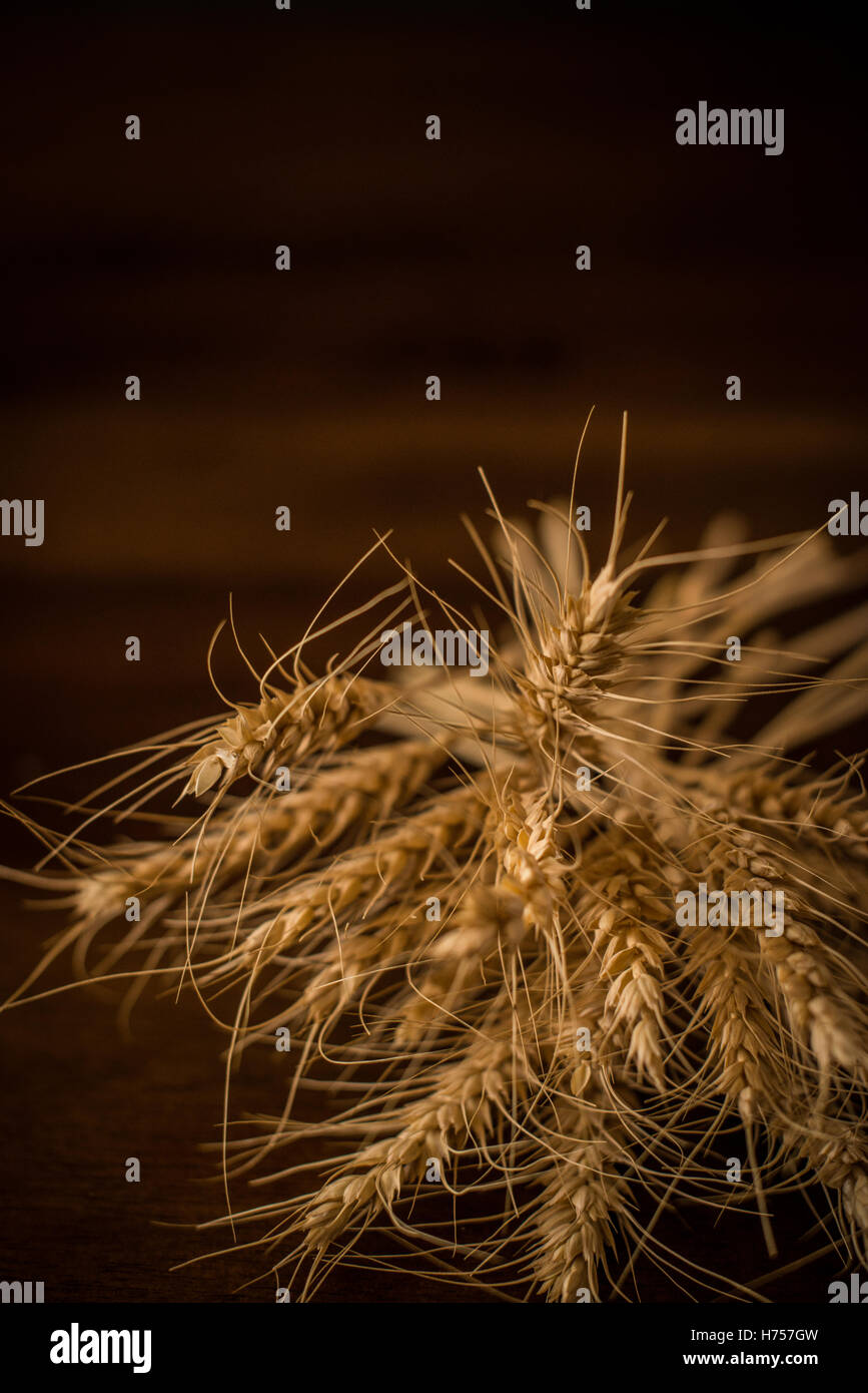 Golden il grano dal campo posa sul tavolo Foto Stock