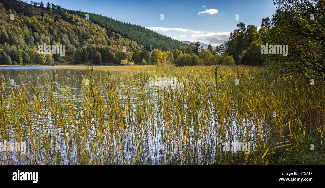 Loch Pityoulish nel Parco Nazionale di Cairngorms. Foto Stock