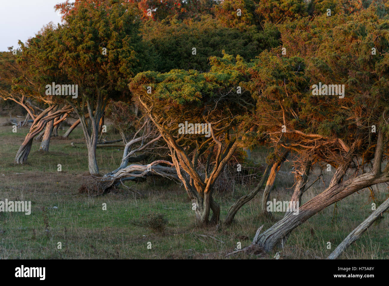 Natura ottenby prenotazione nel sud dell'isola oeland, Svezia, Europa Foto Stock