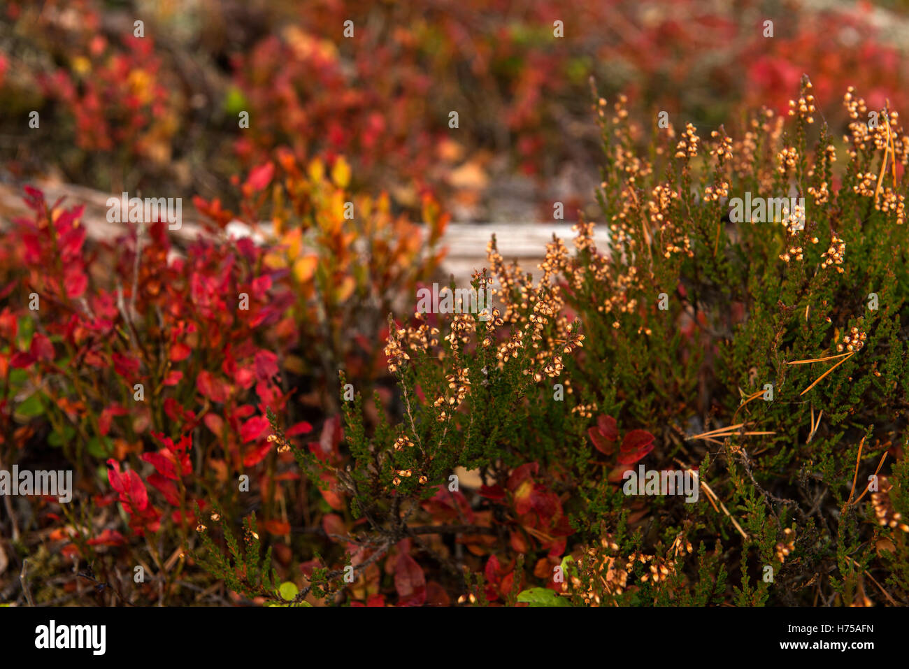 Paesaggio autunnale Holmasjön lago vicino Ramkvilla, Smaland, Svezia Foto Stock