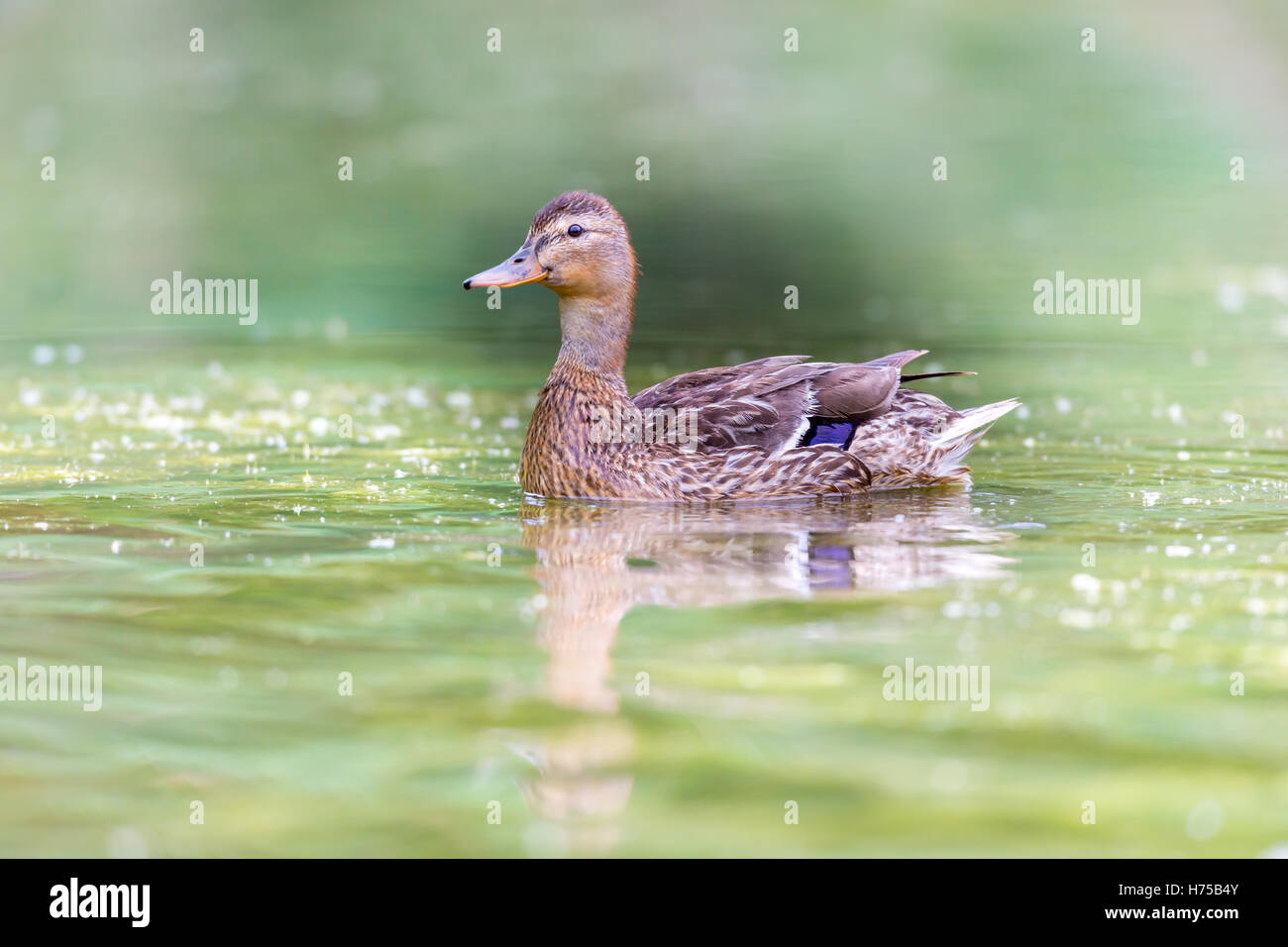 Femmina di germani reali a nuotare in un lago. Foto Stock