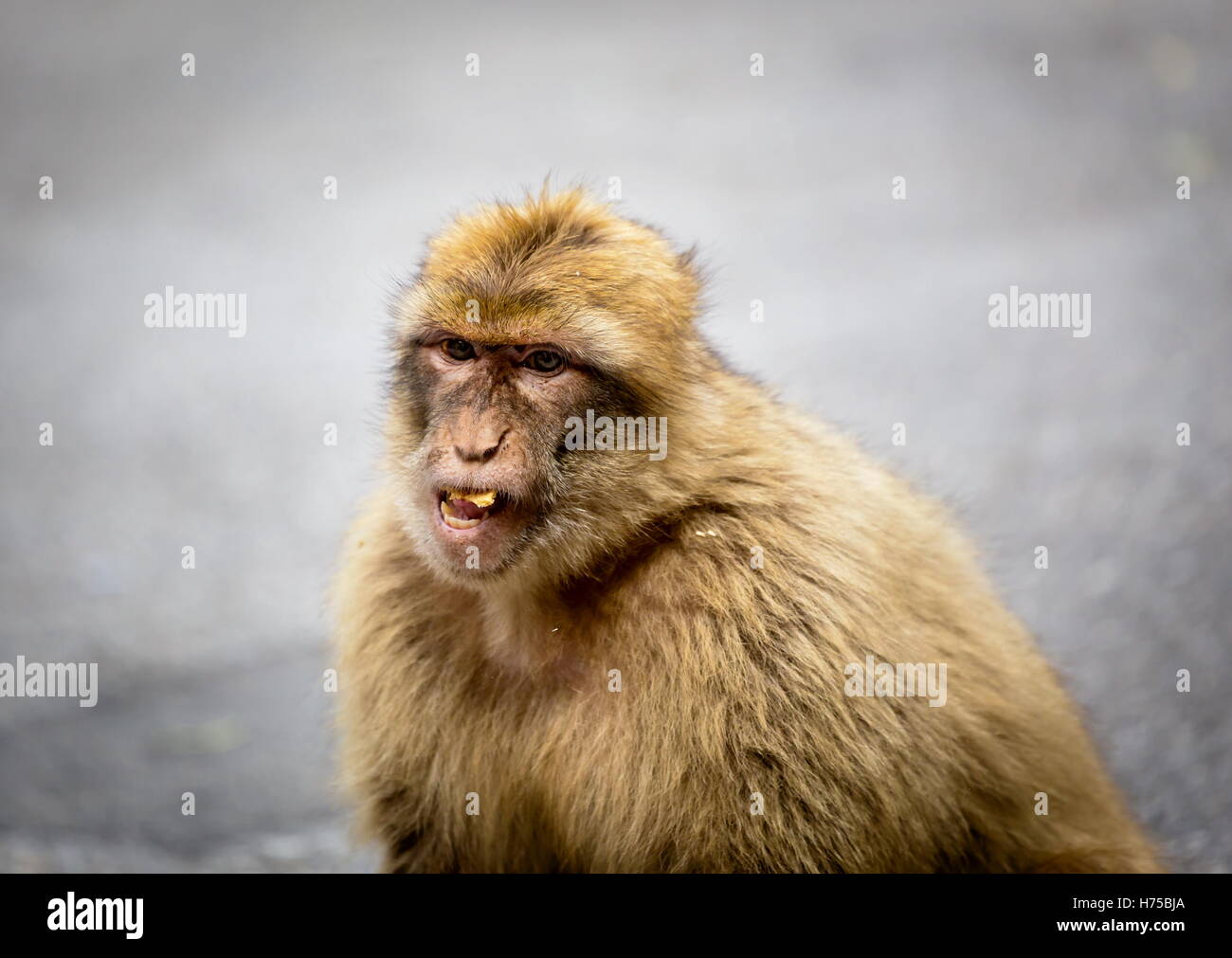 La Barbary macaque popolazione di Gibilterra è il solo wild monkey popolazione nel continente europeo. Foto Stock