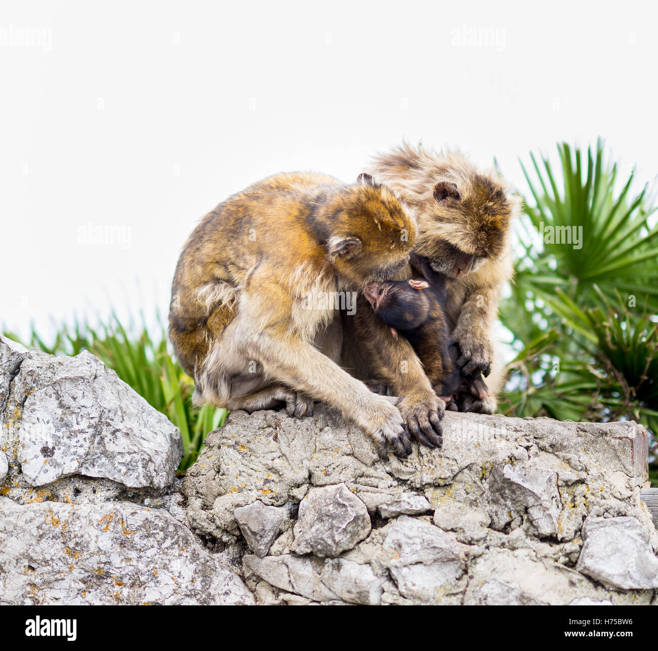 La Barbary macaque una popolazione di Gibilterra un solo la scimmia selvatici della popolazione nel continente europeo. Foto Stock