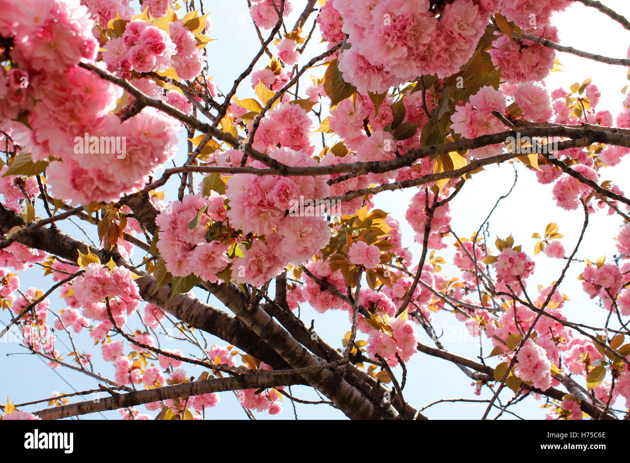 Bella giapponese di rosa fiori di ciliegio a Kyoto, Giappone Foto Stock
