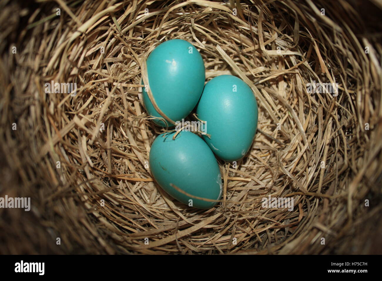 Robin Wood's Nest blue uova di uccello non tratteggiata naturale Foto Stock