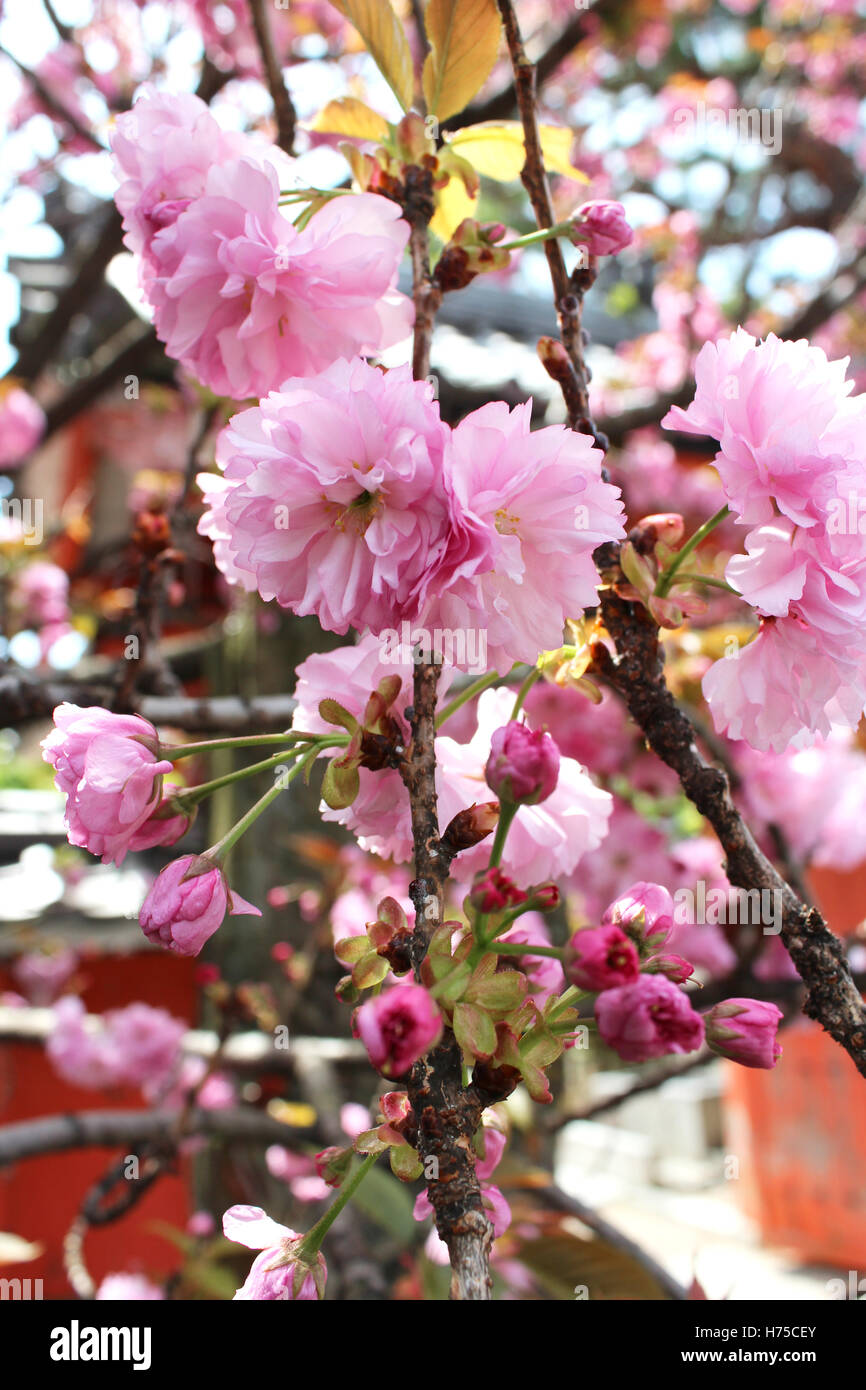 Bella giapponese di rosa fiori di ciliegio a Kyoto, Giappone Foto Stock