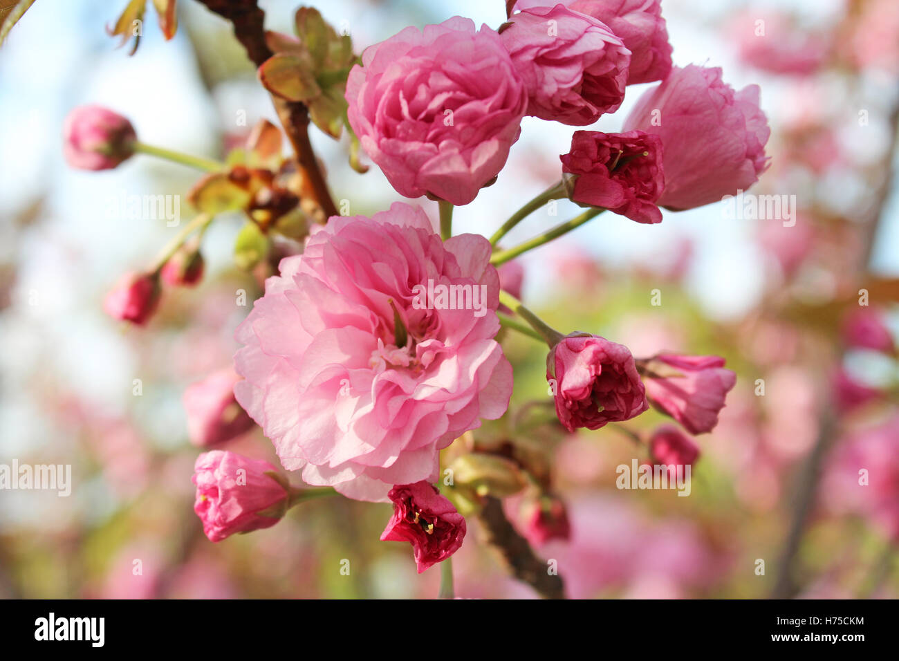 Bella giapponese di rosa fiori di ciliegio a Kyoto, Giappone Foto Stock