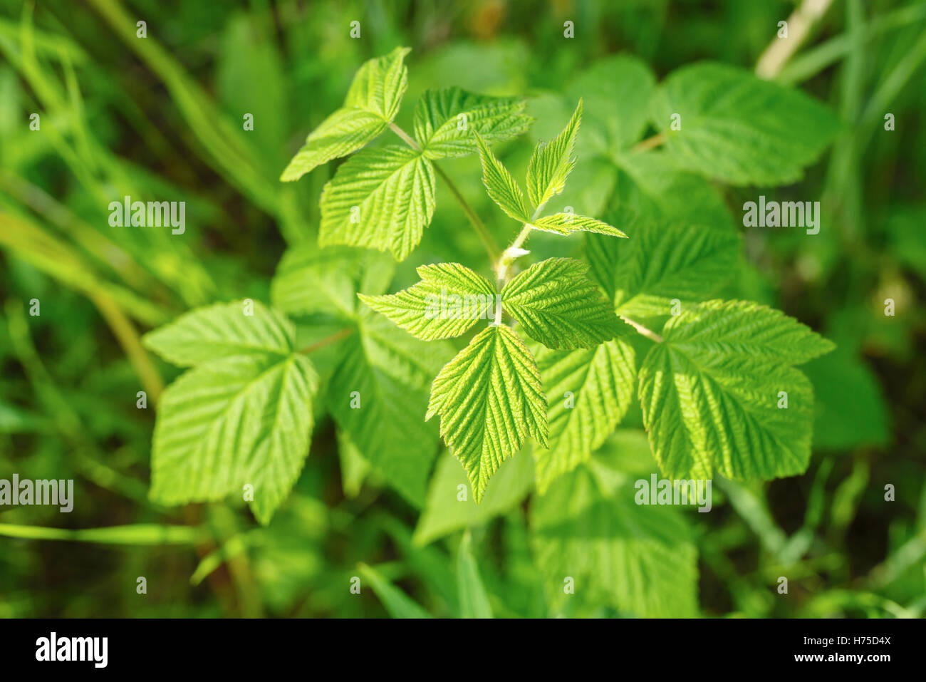 Un lampone selvatico impianto (Rubus idaeus) in un prato erboso vicino alla città di Dawson, Yukon, Canada Foto Stock