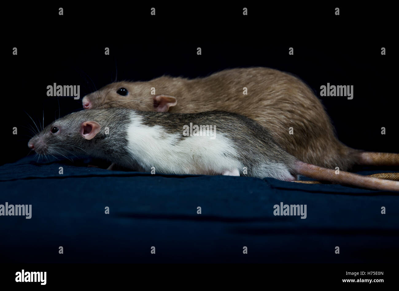 Ratto decorativi - molto carino animali domestici. Foto Stock