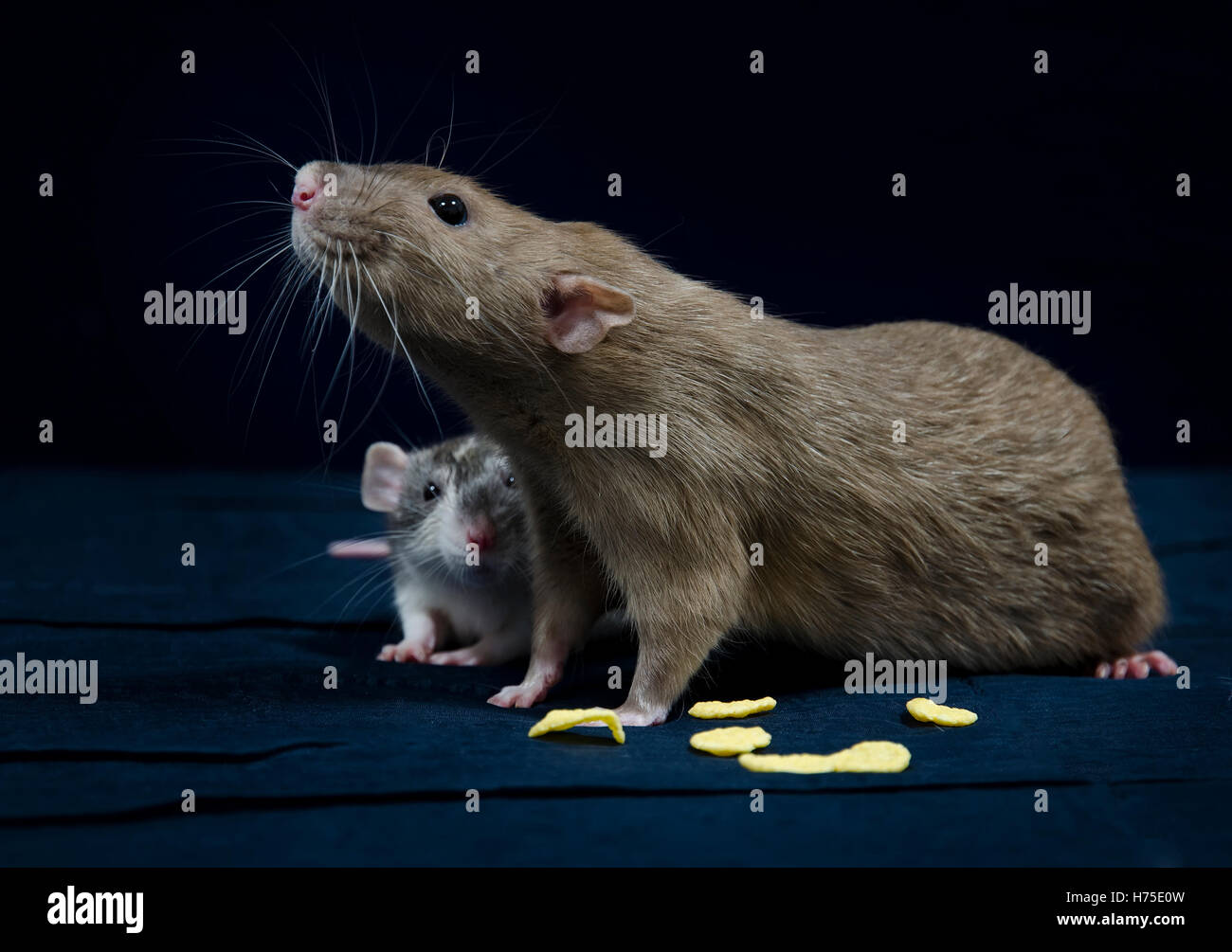 Ratto decorativi - molto carino animali domestici. Foto Stock