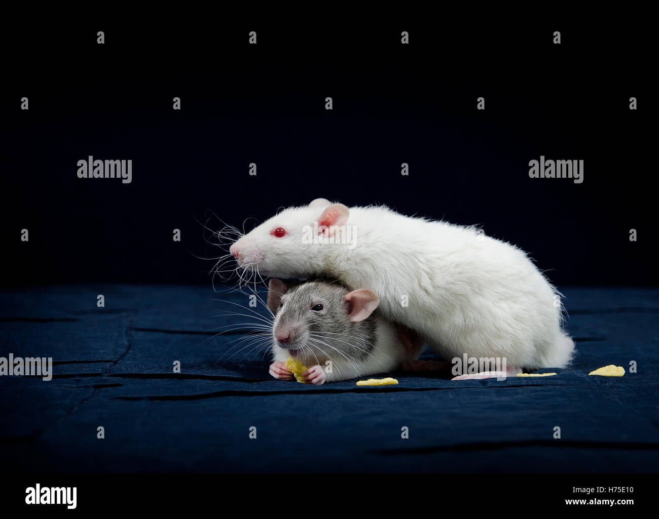 Ratto decorativi - molto carino animali domestici. Foto Stock