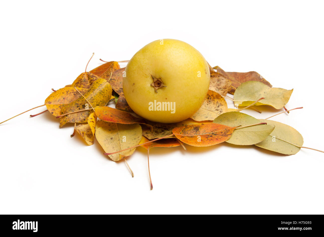 Pera matura frutto in foglie di autunno su sfondo bianco Foto Stock