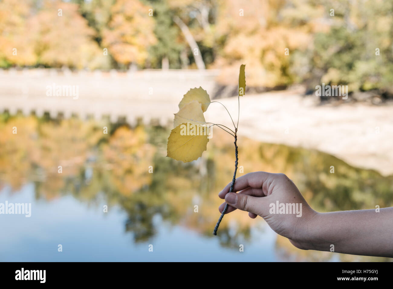 Donna mano che regge una foglia contro il paesaggio con acqua e alberi in autunno Foto Stock