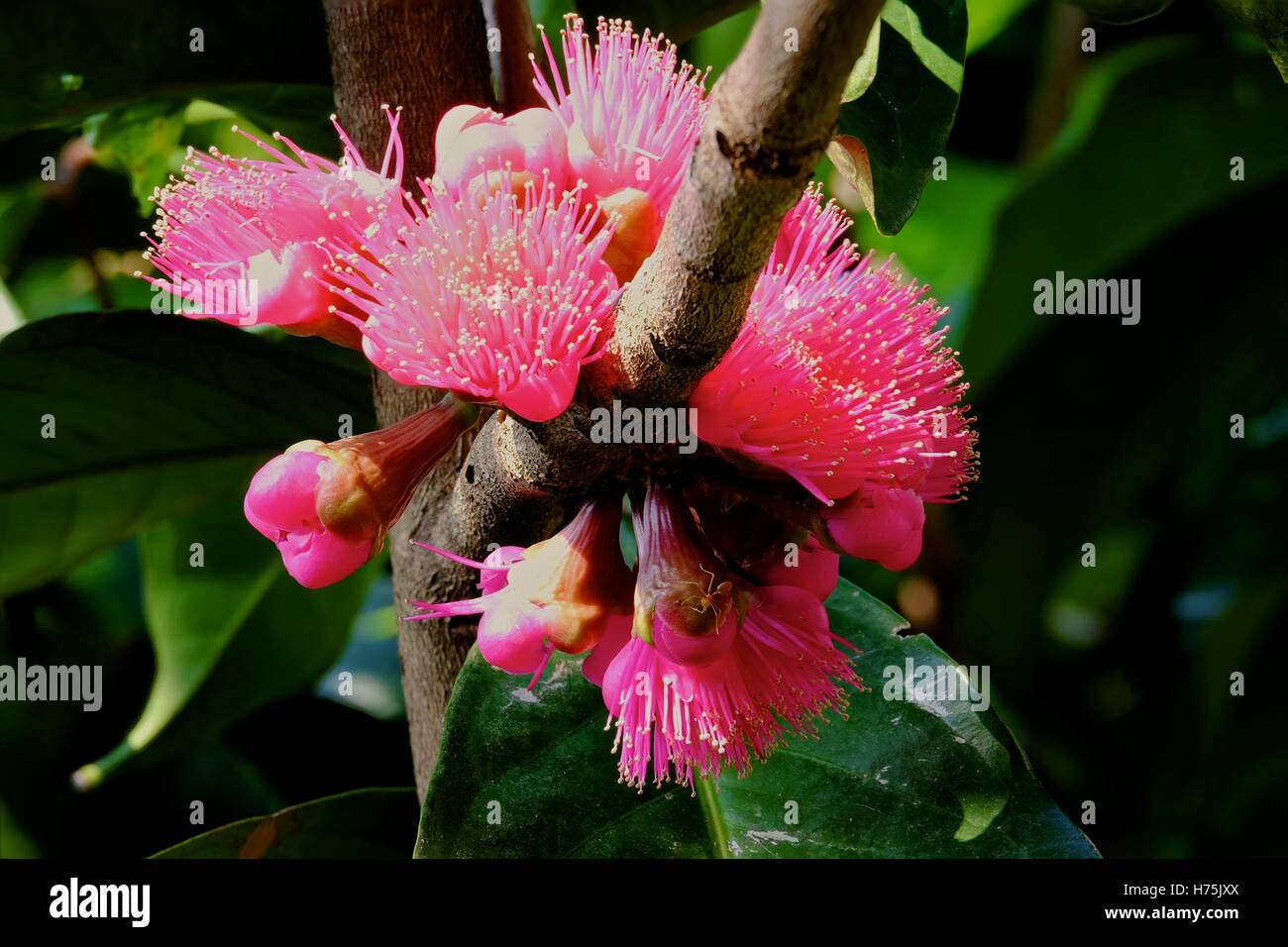 Rosa mela ((Syzygium malaccense) boccioli e fiori (focus stack) Foto Stock