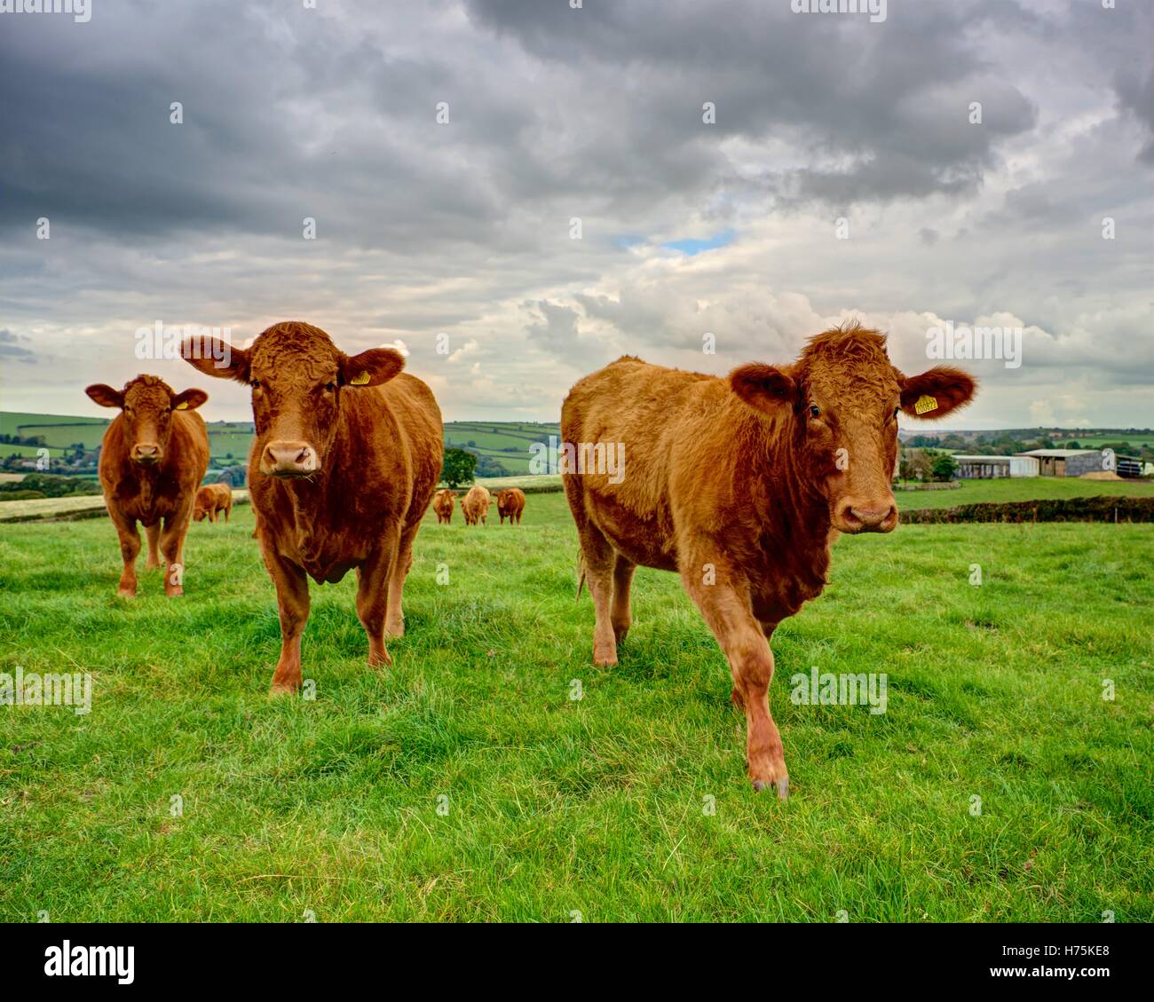 Un paesaggio foto di tre rossi Devon vacche di avvicinamento e guardando la fotocamera con un background di terreni agricoli verde e grigio cloud Foto Stock