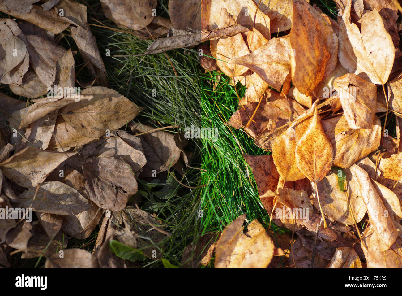 Foto prima e dopo l'immagine processo di editing. Foglie di autunno Foto Stock