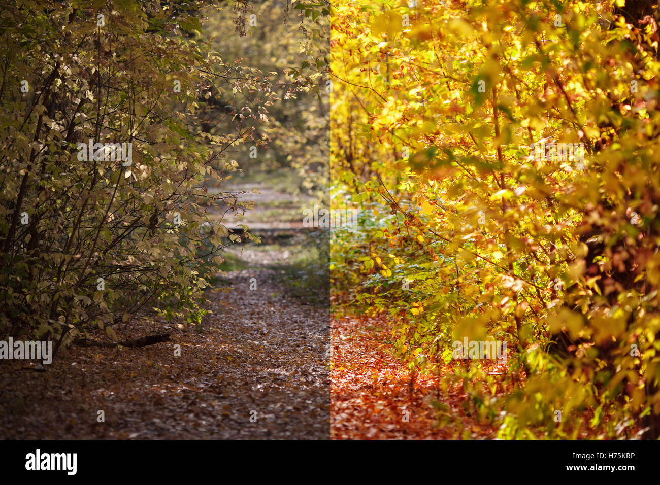 Foto prima e dopo l'immagine processo di editing. Foresta di autunno Foto Stock