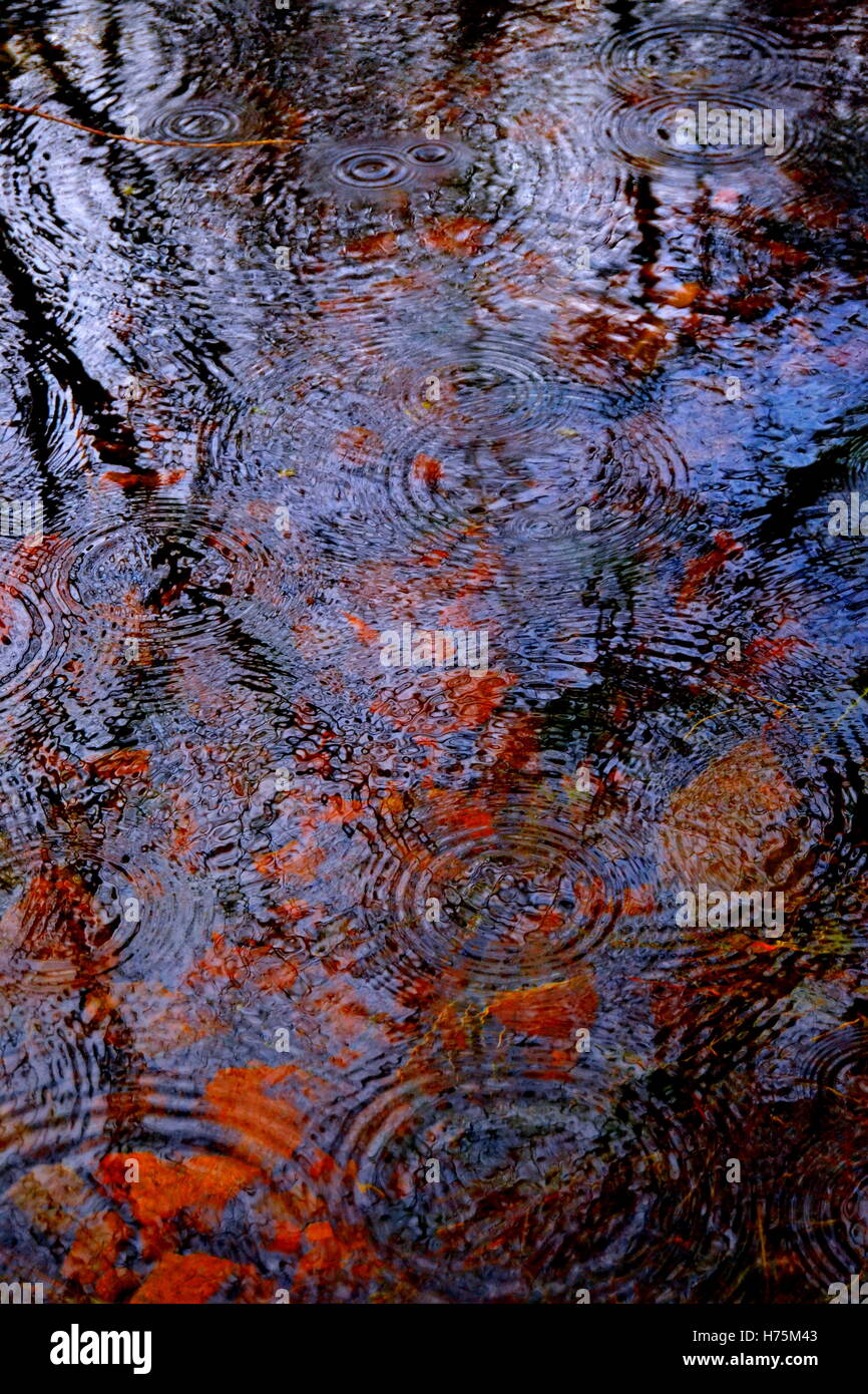 Le gocce di pioggia che cade su di un laghetto causando delle ondulazioni con sky e alberi riflessi nell'acqua Foto Stock
