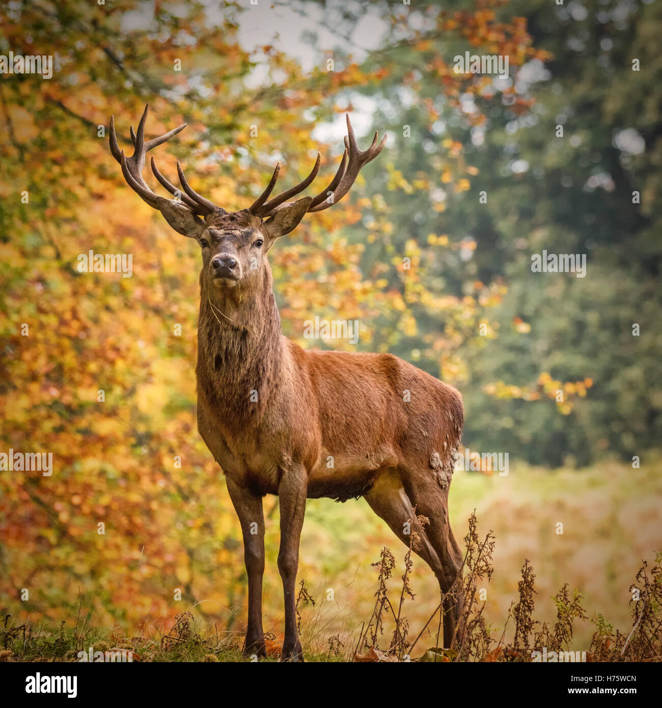 Red Deer Stag, Royal Studley il Deer Park, Ripon Foto Stock