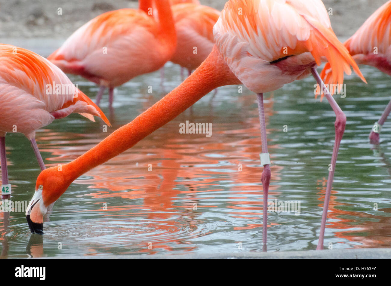 Fenicottero rosa uccelli si nutrono in una piscina poco profonda di acqua presso lo Zoo Nazionale di Washington DC. Foto Stock