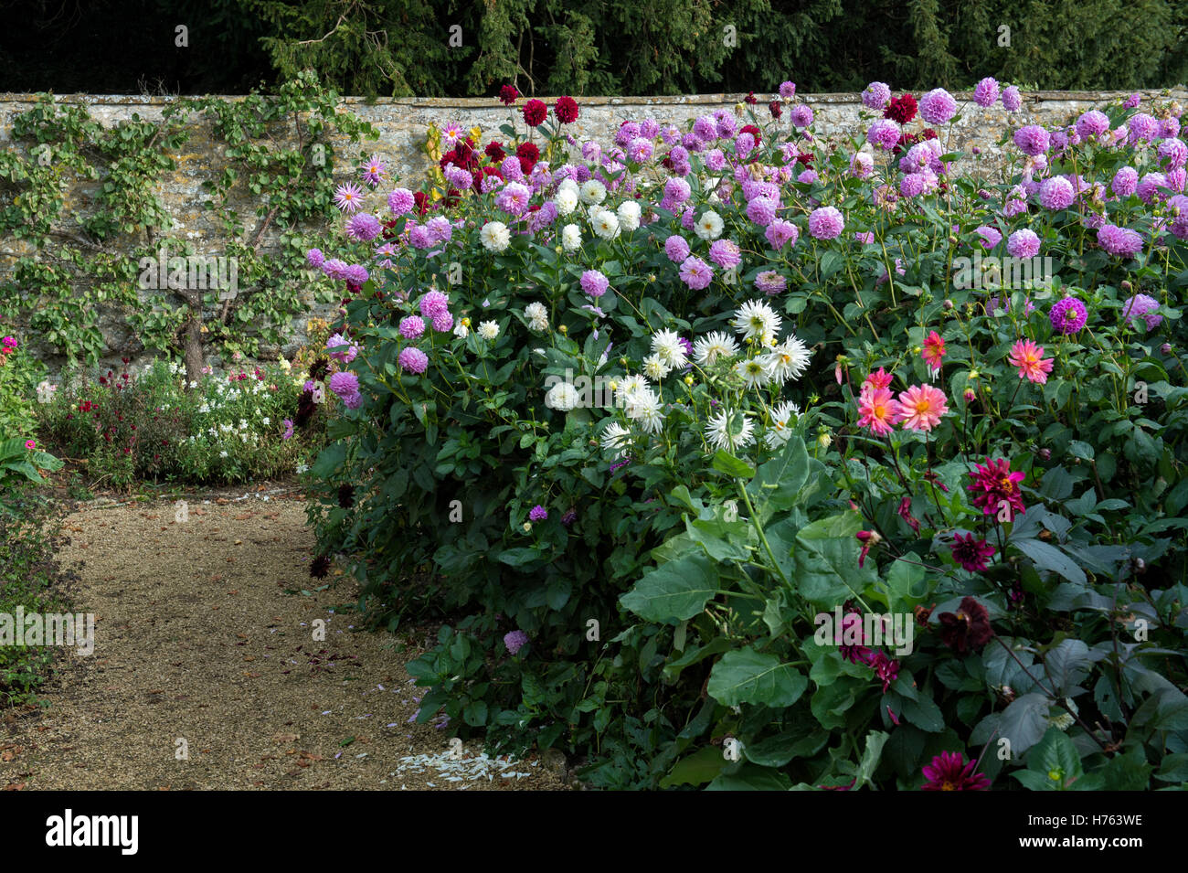 Dahlia aiuole di fiori in un giardino murato in autunno. Rousham House Gardens. Oxfordshire, Inghilterra Foto Stock