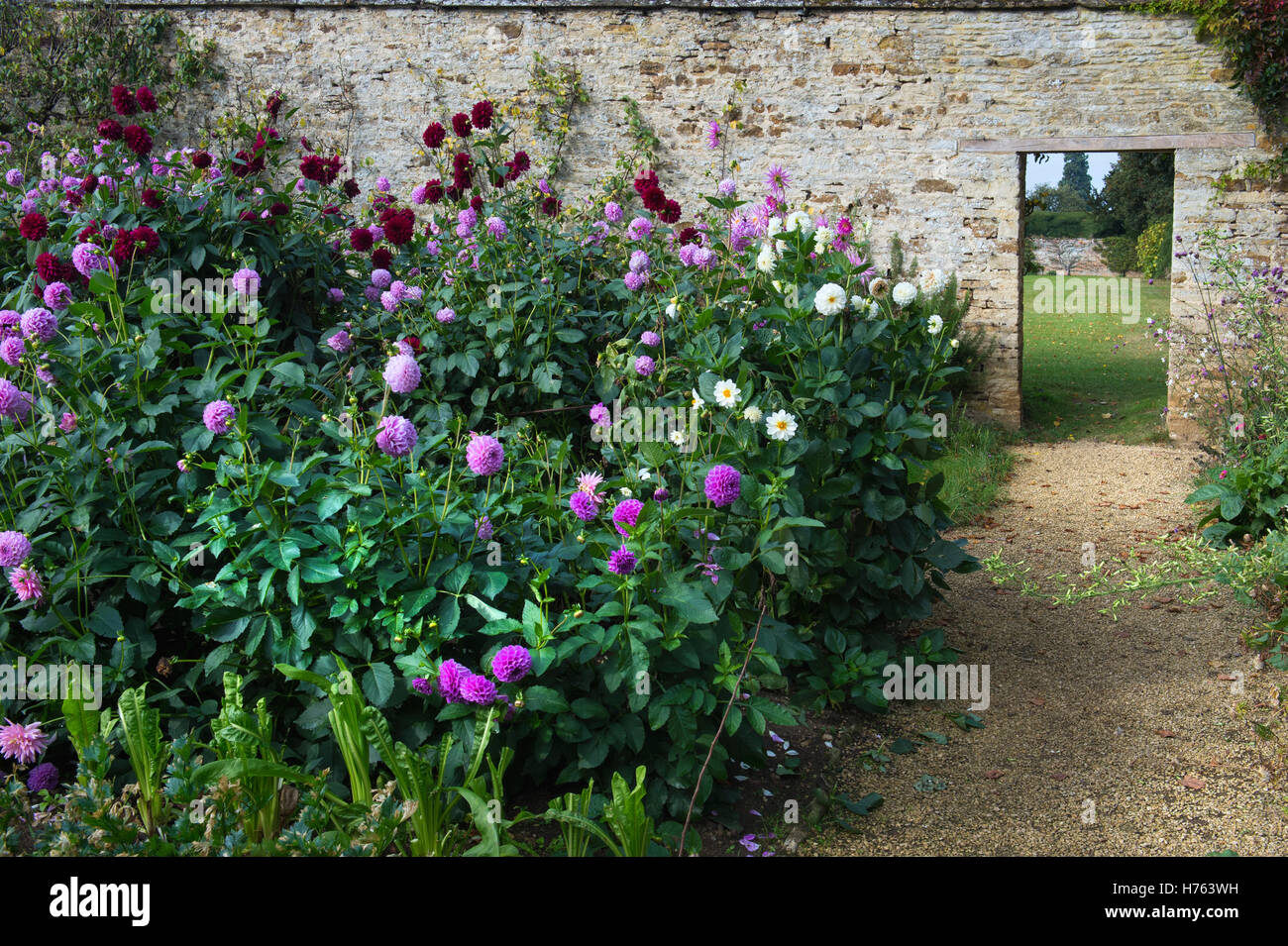 Dahlia aiuole di fiori in un giardino murato in autunno. Rousham House Gardens. Oxfordshire, Inghilterra Foto Stock