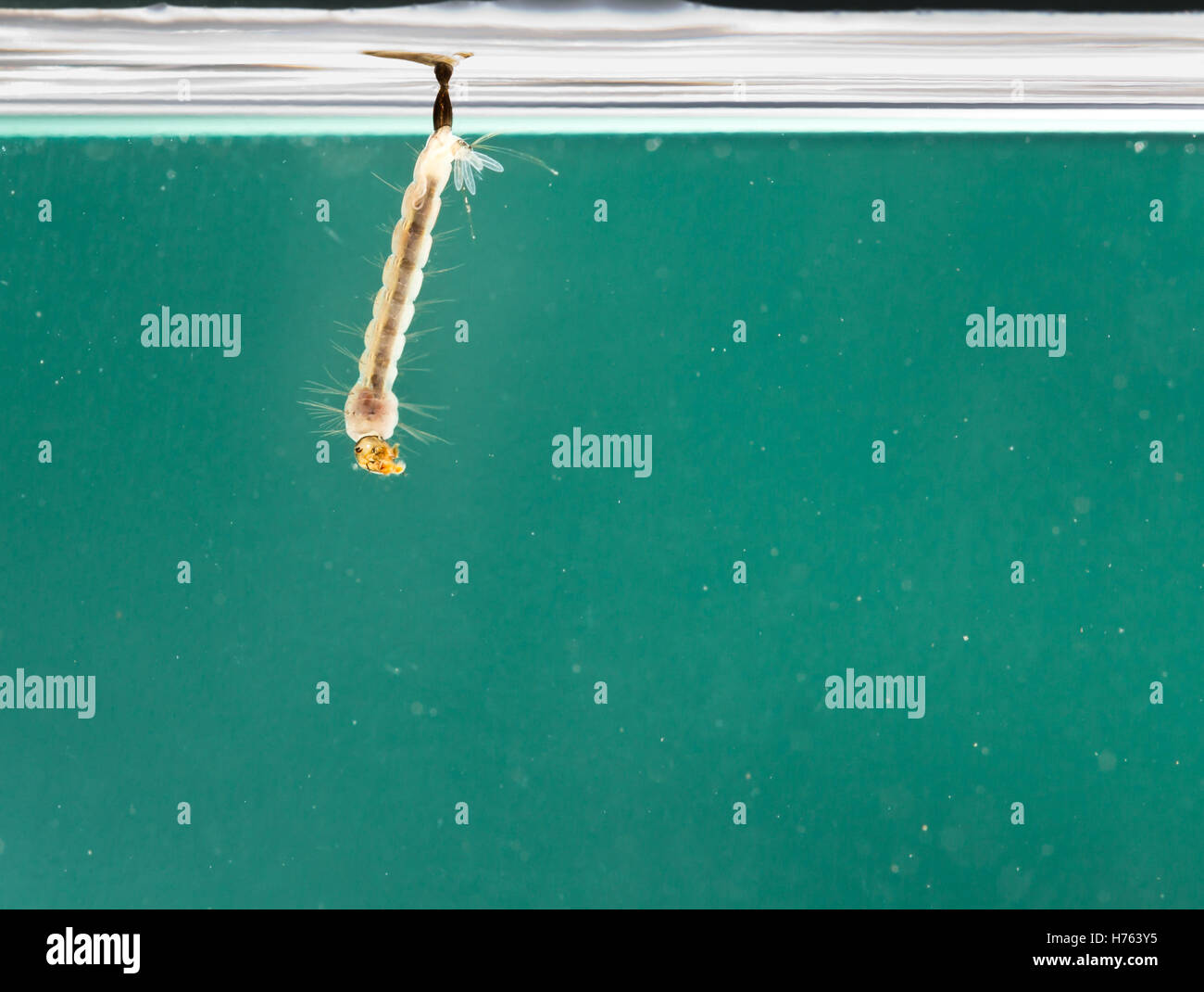 Le zanzare sono portatori di malattie. Questi larva appendere in acqua. Foto Stock