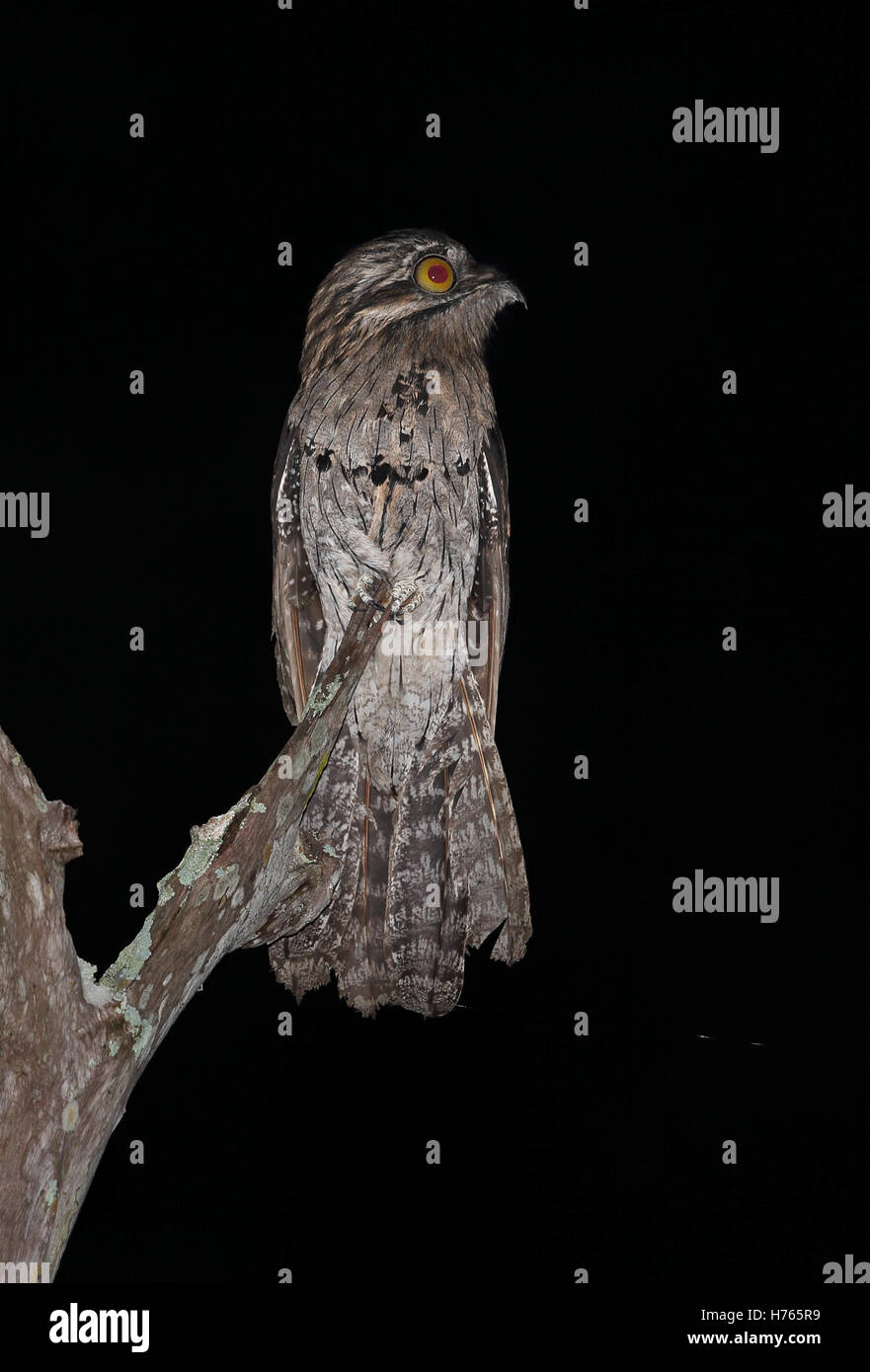 Potoo settentrionale (Nyctibius jamaicensis) adulto arroccato su dead snag Marshall, il PEN, Giamaica Dicembre Foto Stock