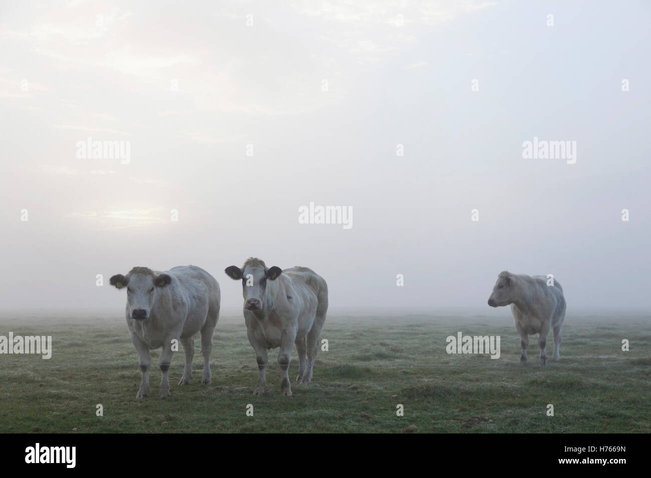 Tre le carni bianche vacche all'inizio di mattina nebbiosa prato in paesi bassi Foto Stock