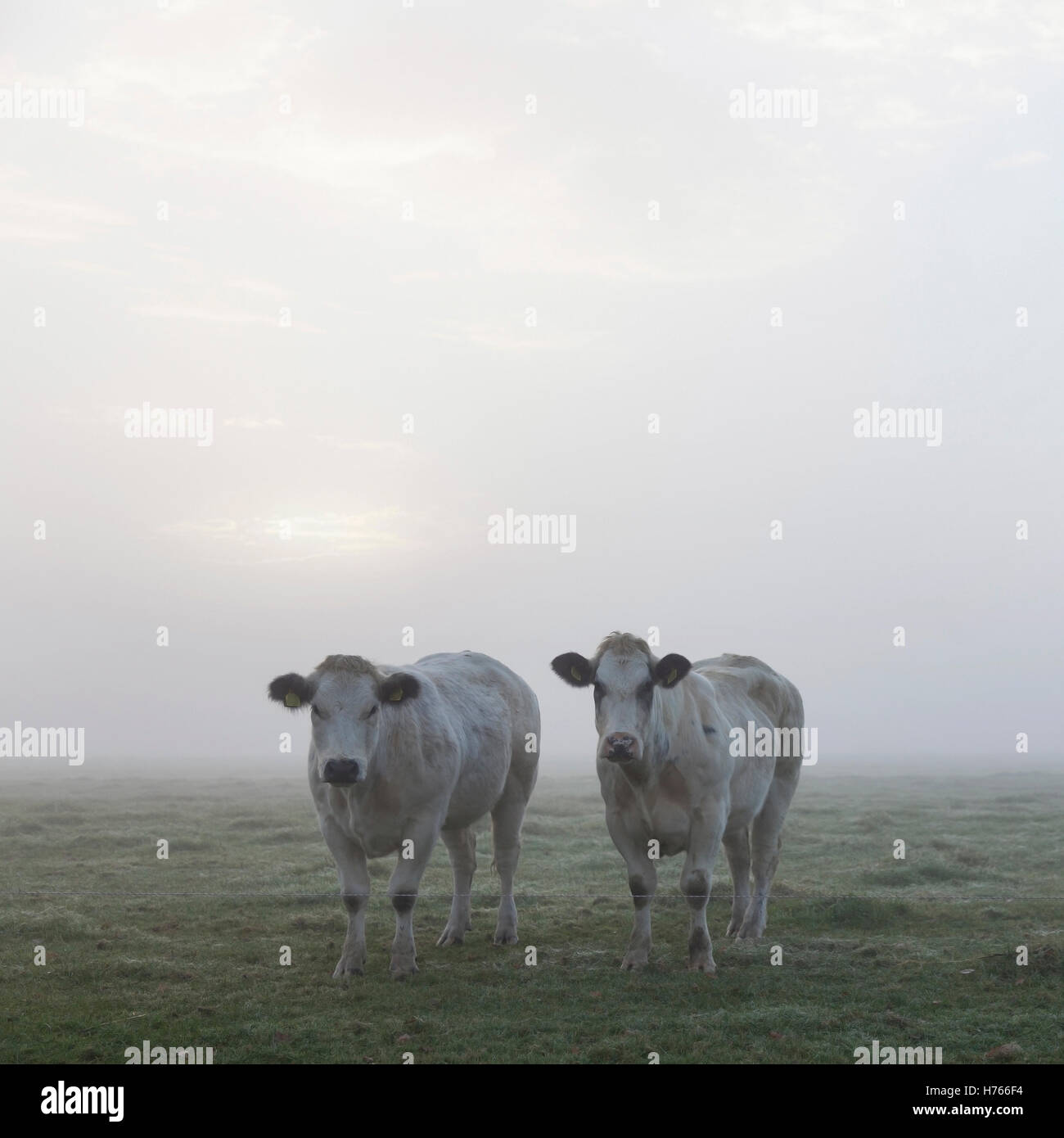 Tre le carni bianche vacche all'inizio di mattina nebbiosa prato in paesi bassi Foto Stock