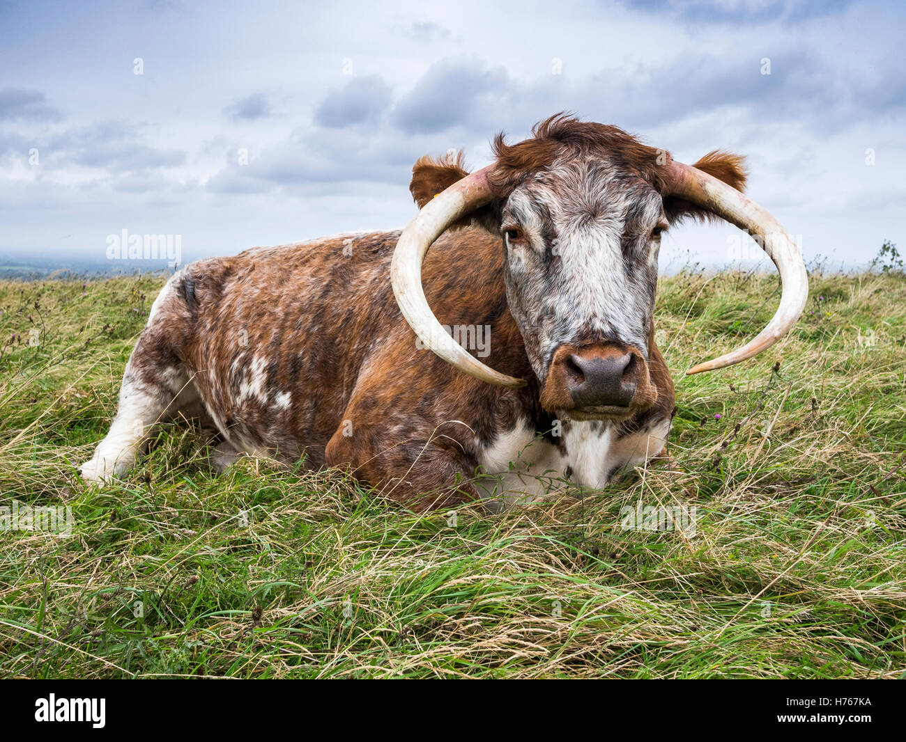 Long Horn mucca in un campo a Devil's Dyke, vicino a Brighton Foto Stock