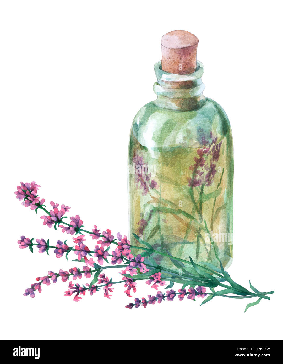 Lavanda essiccata petali in un flaconcino di vetro. Acquarello dipinto a mano illustrazione a isolare lo sfondo bianco. Foto Stock