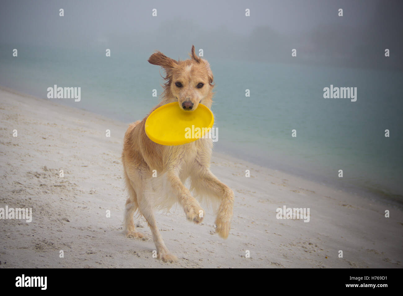 Cane che corre sulla spiaggia con un frisbee Foto Stock