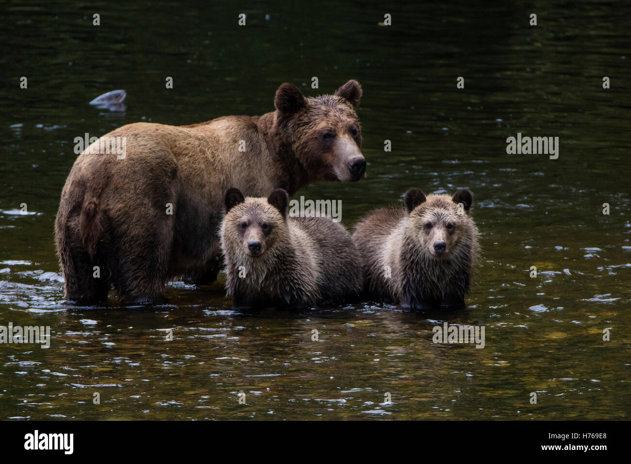 Orso bruno in piedi nel fiume con i suoi cuccioli, Canada Foto Stock