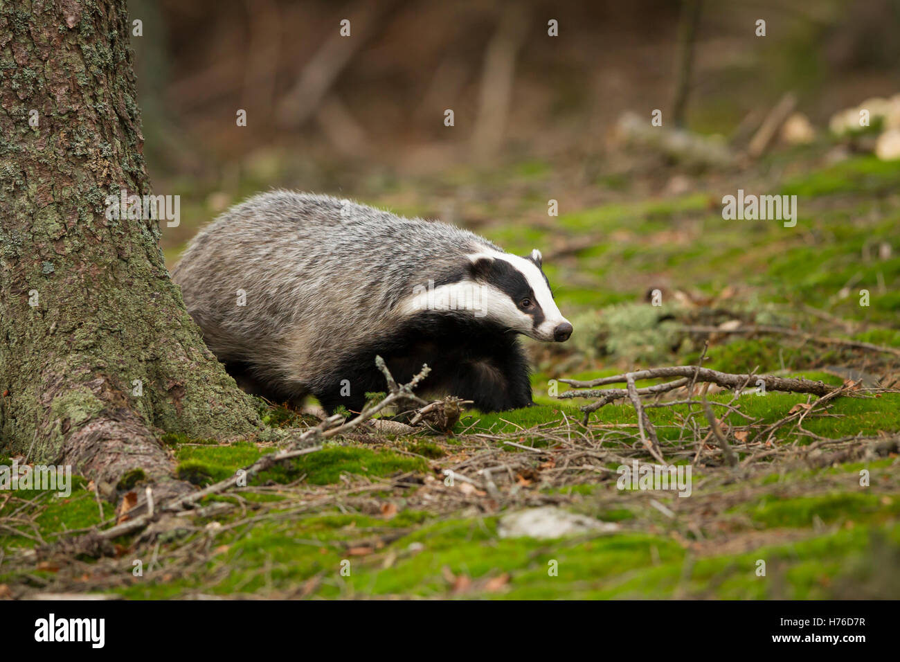 Dachs, Meles meles, European badger Foto Stock