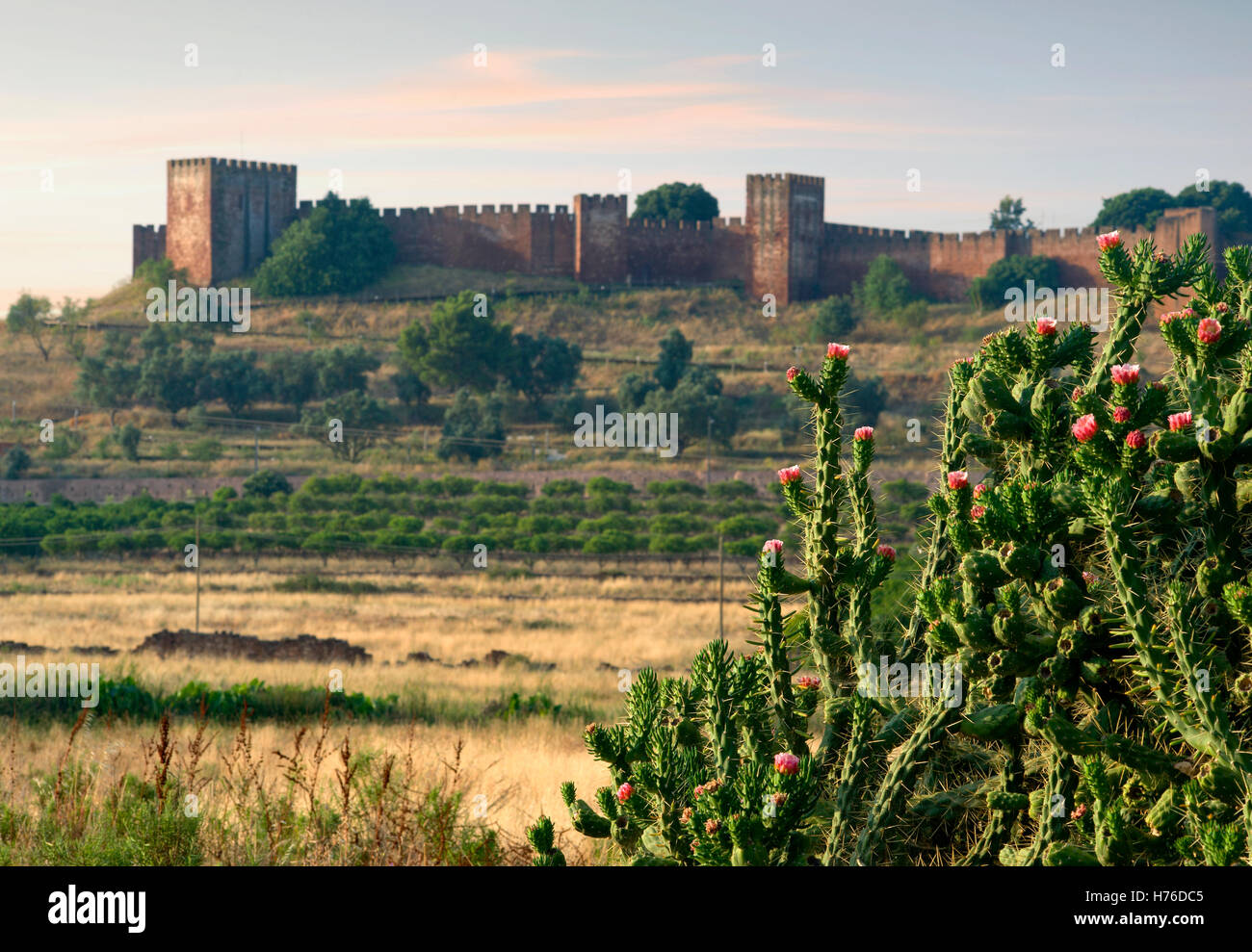 Il Portogallo, Algarve, un ficodindia cactus con Silves castle a distanza Foto Stock