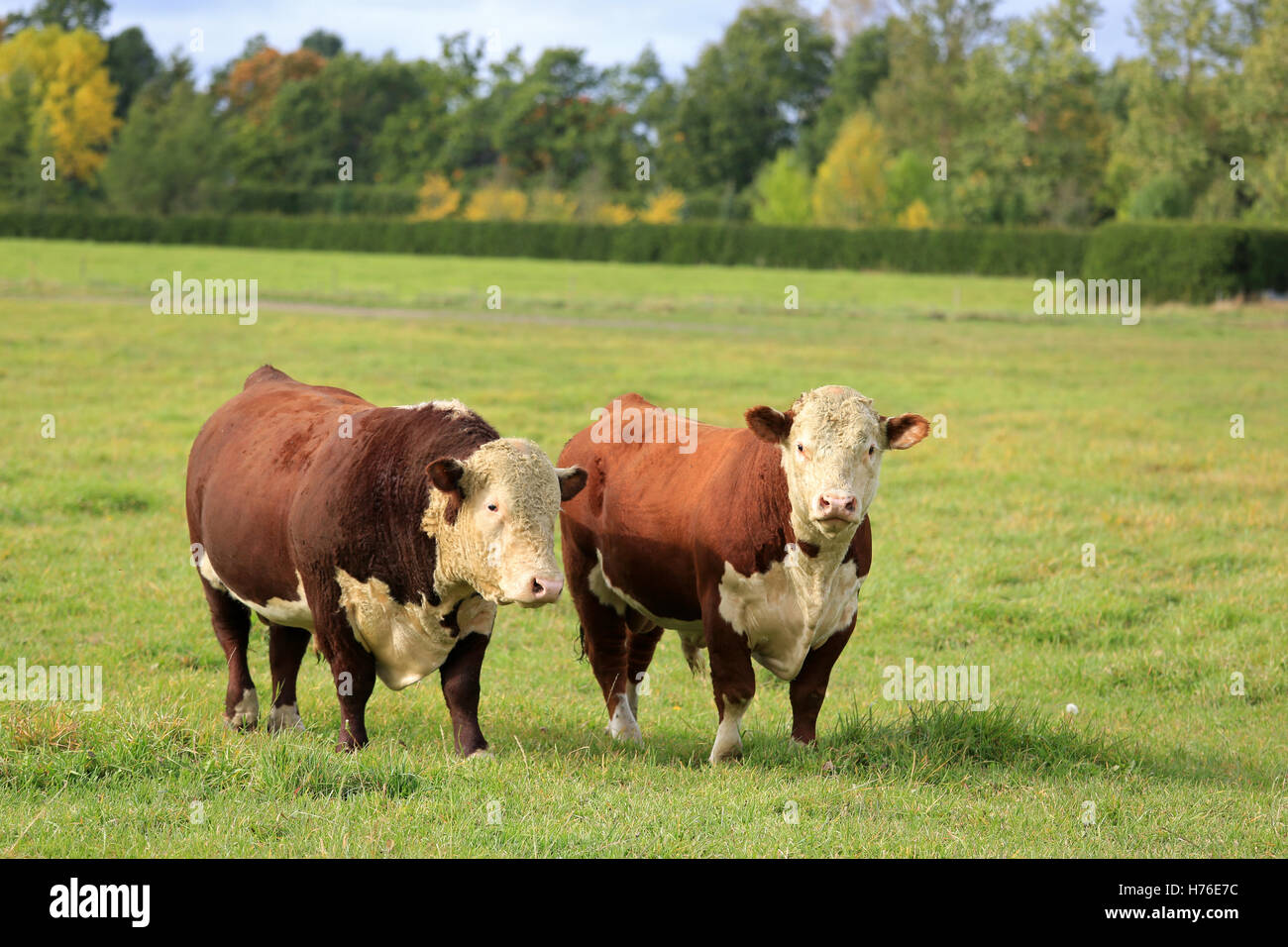 Due grandi Hereford tori su un prato verde campo in una limpida giornata di autunno in Finlandia. Foto Stock