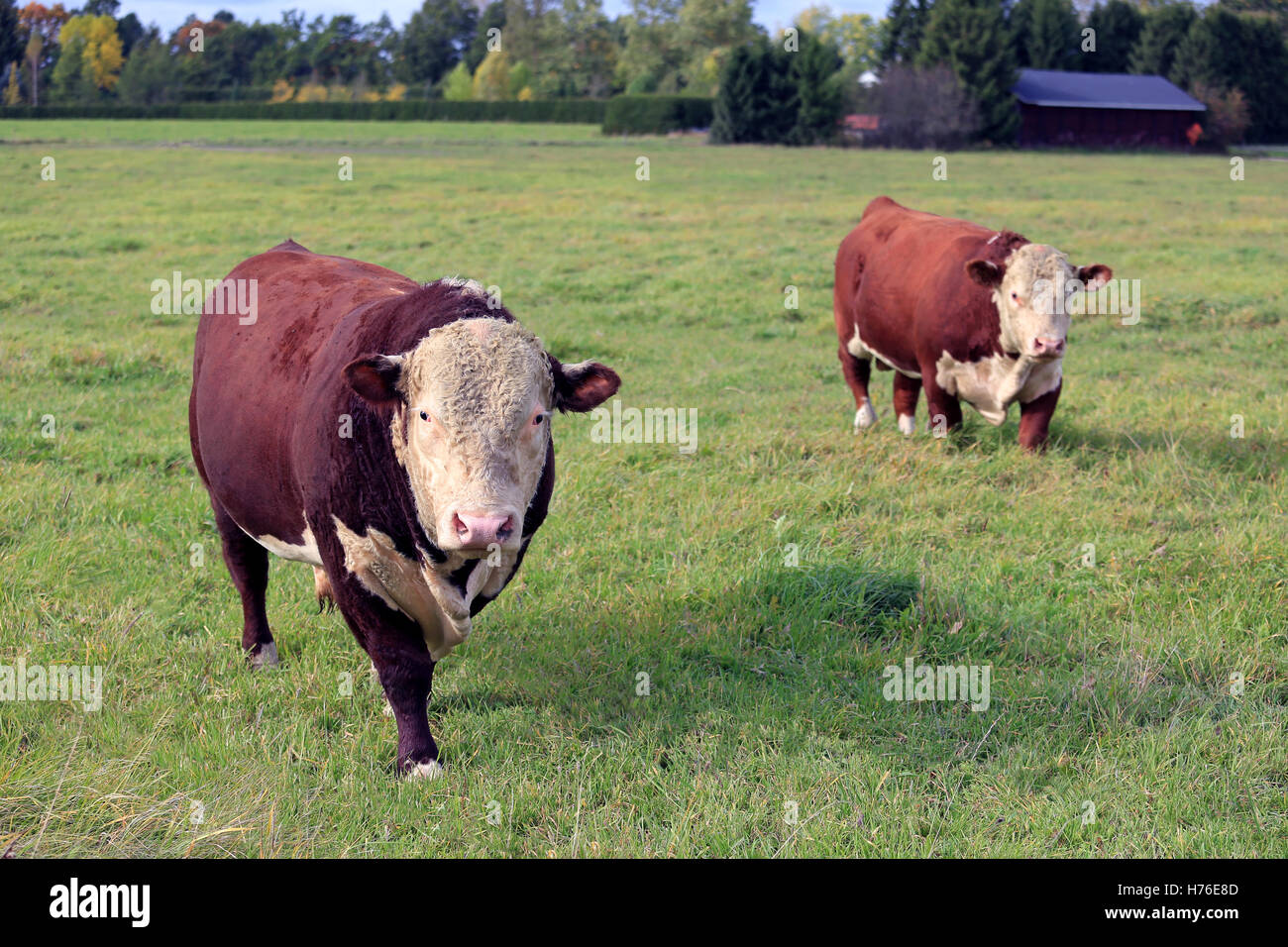 Due grandi, curioso Hereford tori sul prato verde a inizio autunno in Finlandia. Foto Stock