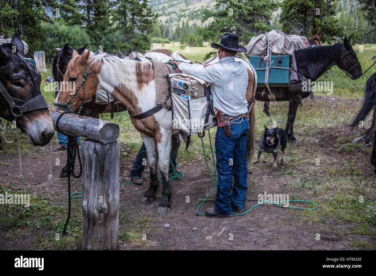 Un cowboy outfitter marcia carichi su cavalli in una montagna di backcountry camp. Foto Stock