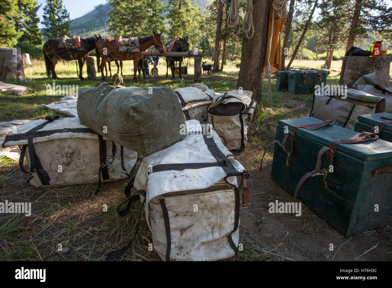 Gerle a backcountry cavallo pack-in camp in Montana, cavalli e muli in background. Foto Stock